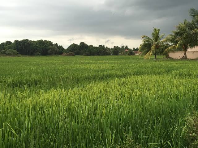 foto sawah merupakan salah satu tempat pencarian atau perekonomian masyarakat gampong kandang